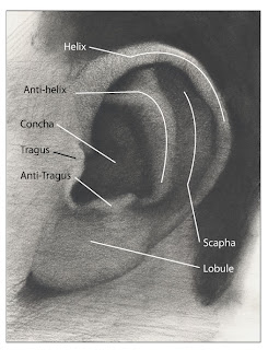 The parts of the ear labeled on the charcoal ear drawing.