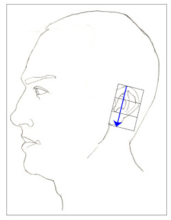The position of the ear angles or tilts back as  sits on the head.