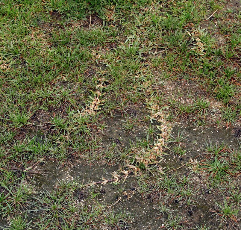 [Stenotaphrum secundatum  0250.JPG]