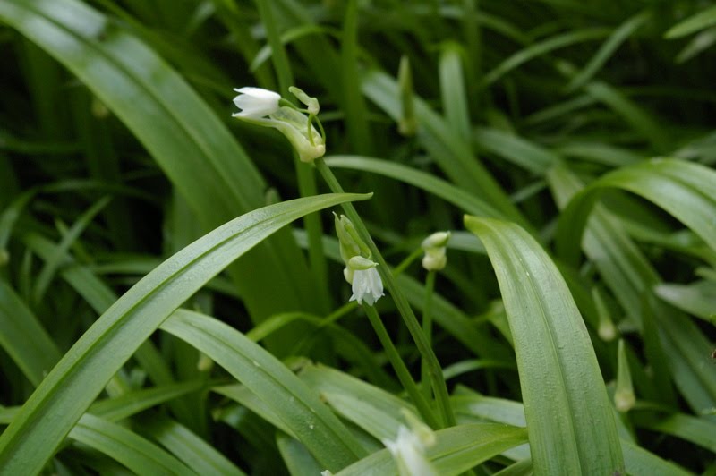 It's the Norm Wild Garlic Tips