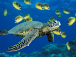 KEINDAHAN BAWAH LAUT