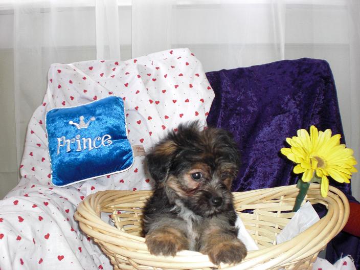 SOLD YORKIEPOO PUPPY