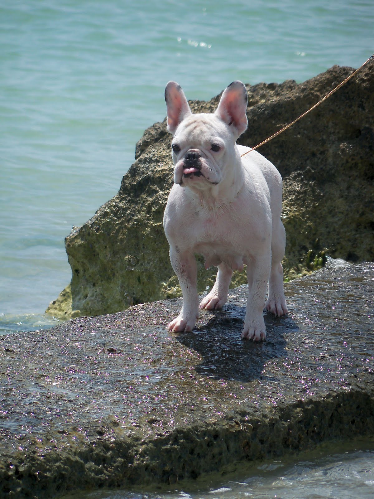 Best Instructions for Coaching Bulldog puppies’ boxer | Pet animals