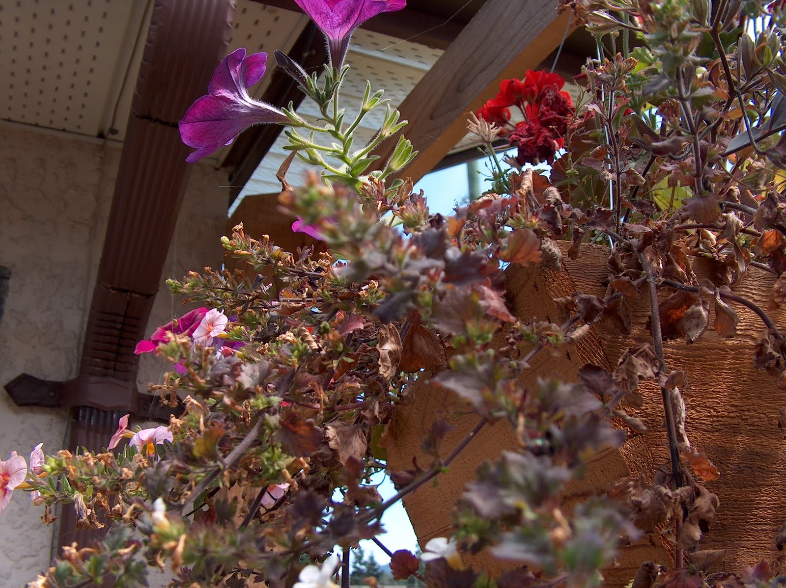 My life with the critters The Brown Thumb Report