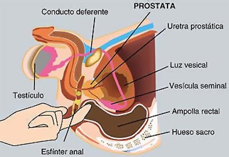Cómo jugar con la glándula prostática de un hombre Cómo jugar con la glándula prostática de un hombre