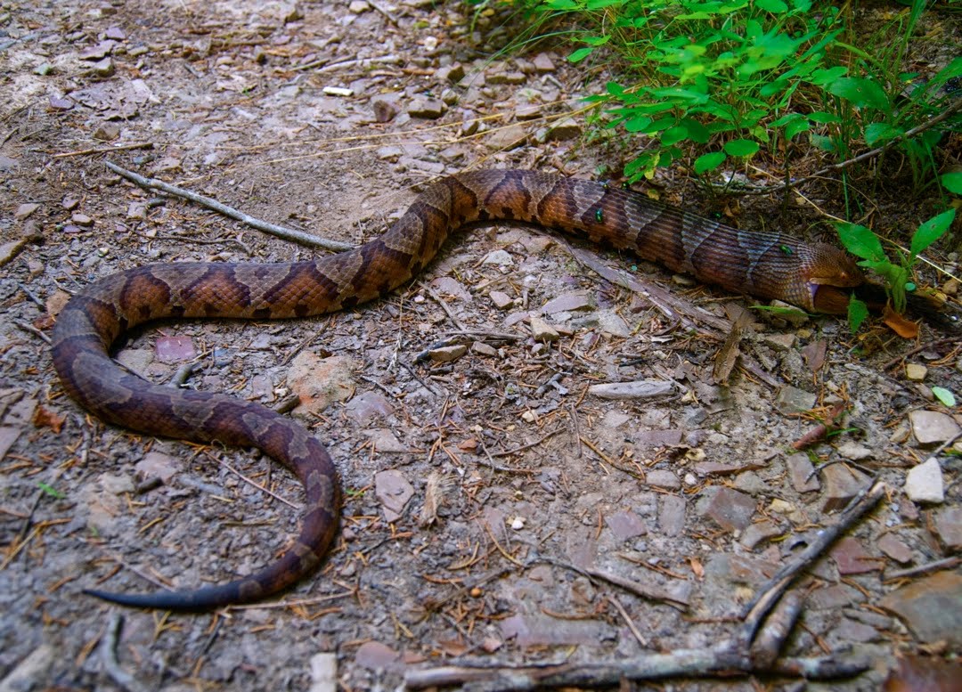 demon copperhead reviews