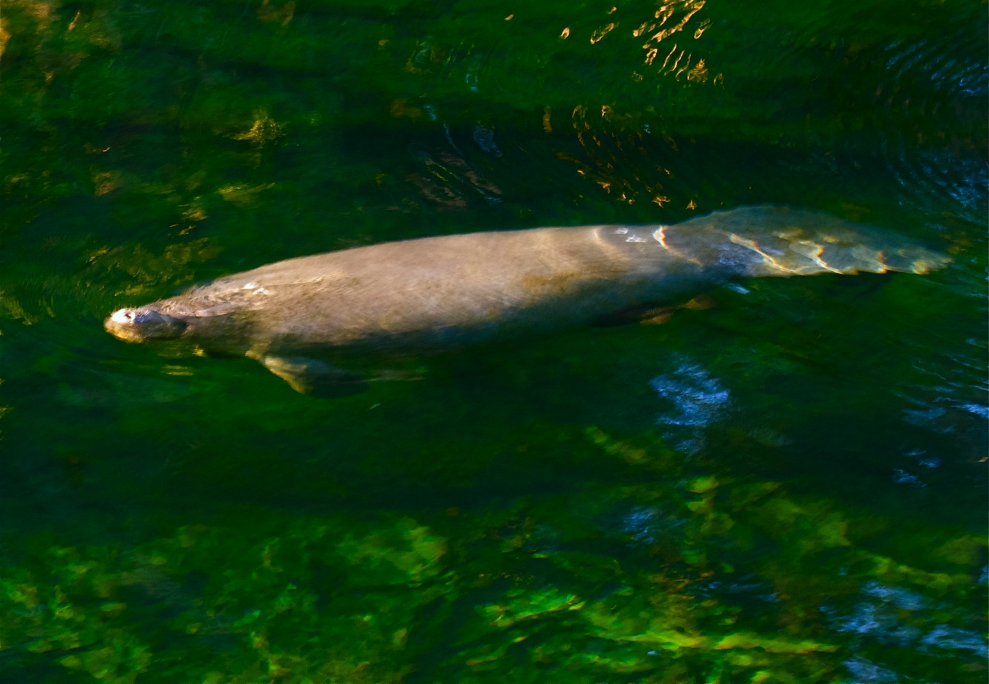 The Eighth Dimension Manatees at Blue Springs State Park, Florida (Photos)