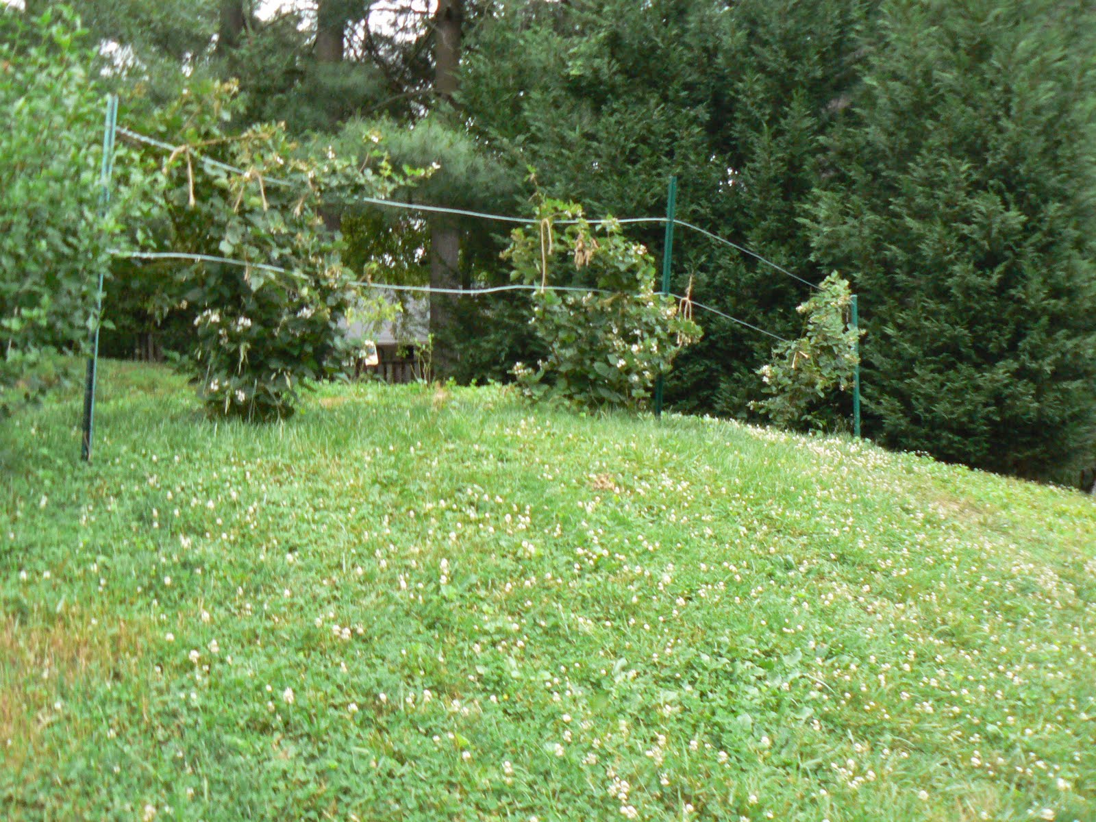 Plants to Plant Trellis for Blackberries
