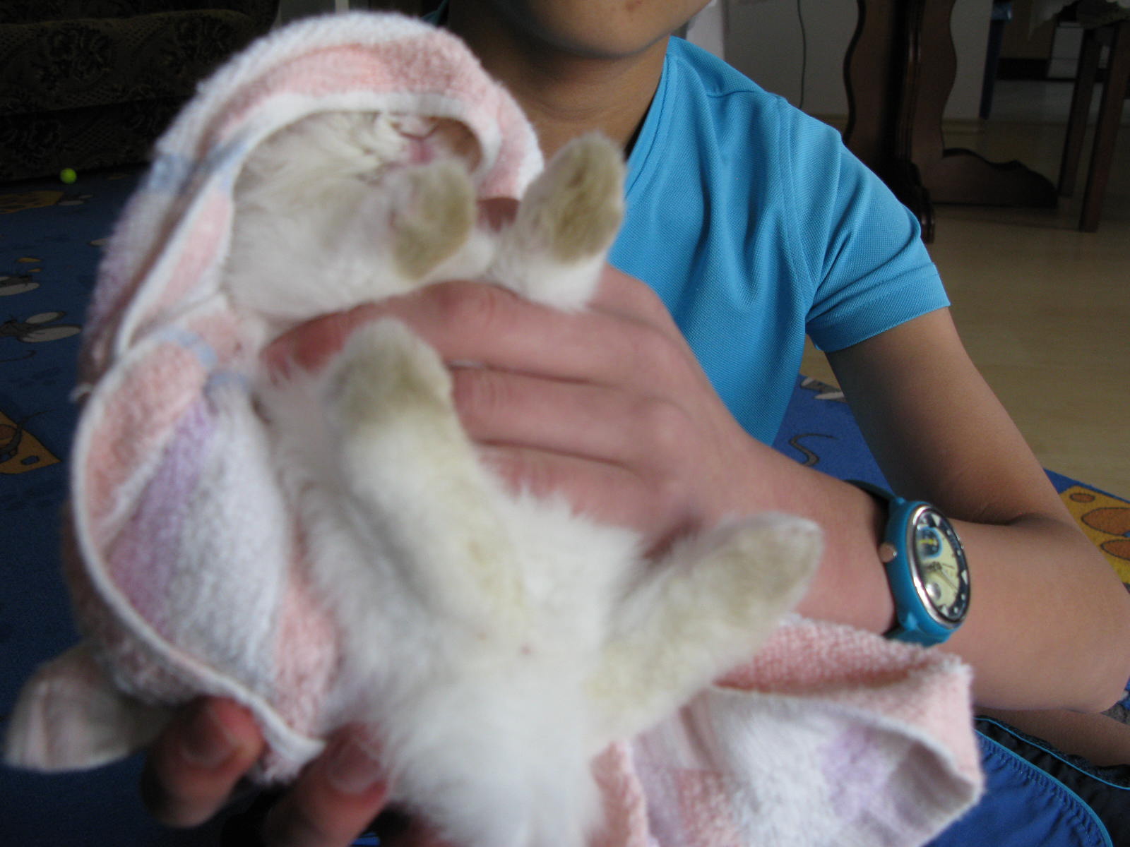 Bunnies Blog Tutorial 1 how to make your bunny fall asleep