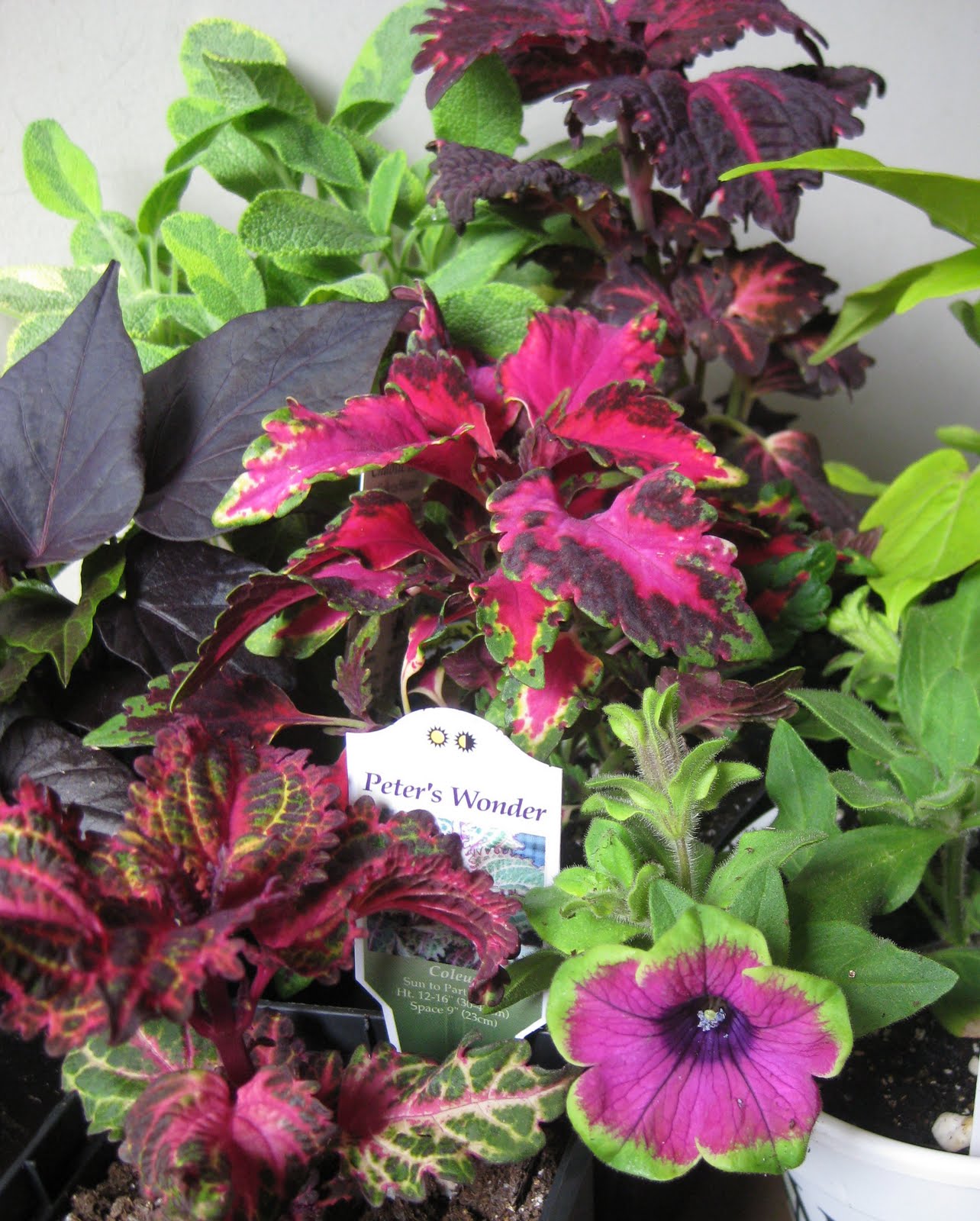 Next Door Laura Thriller Filler Spiller