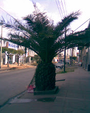 Que piña