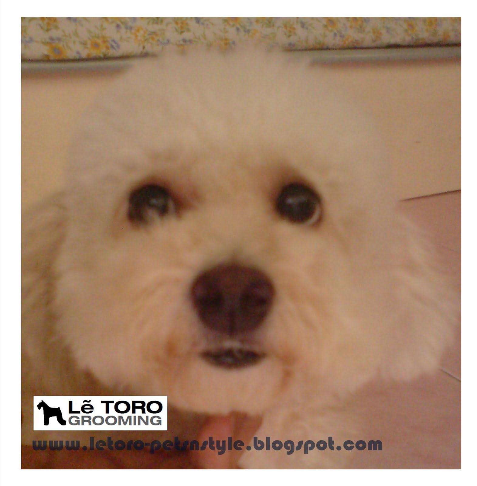 Lẽ TORO Grooming Studio Poodle Grooming