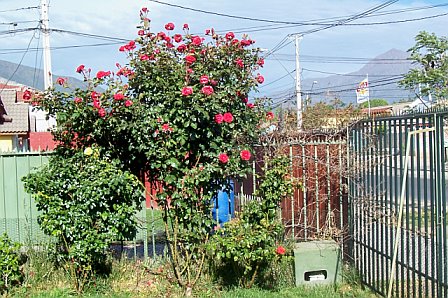 [Flowers+in+Chile2.jpg]