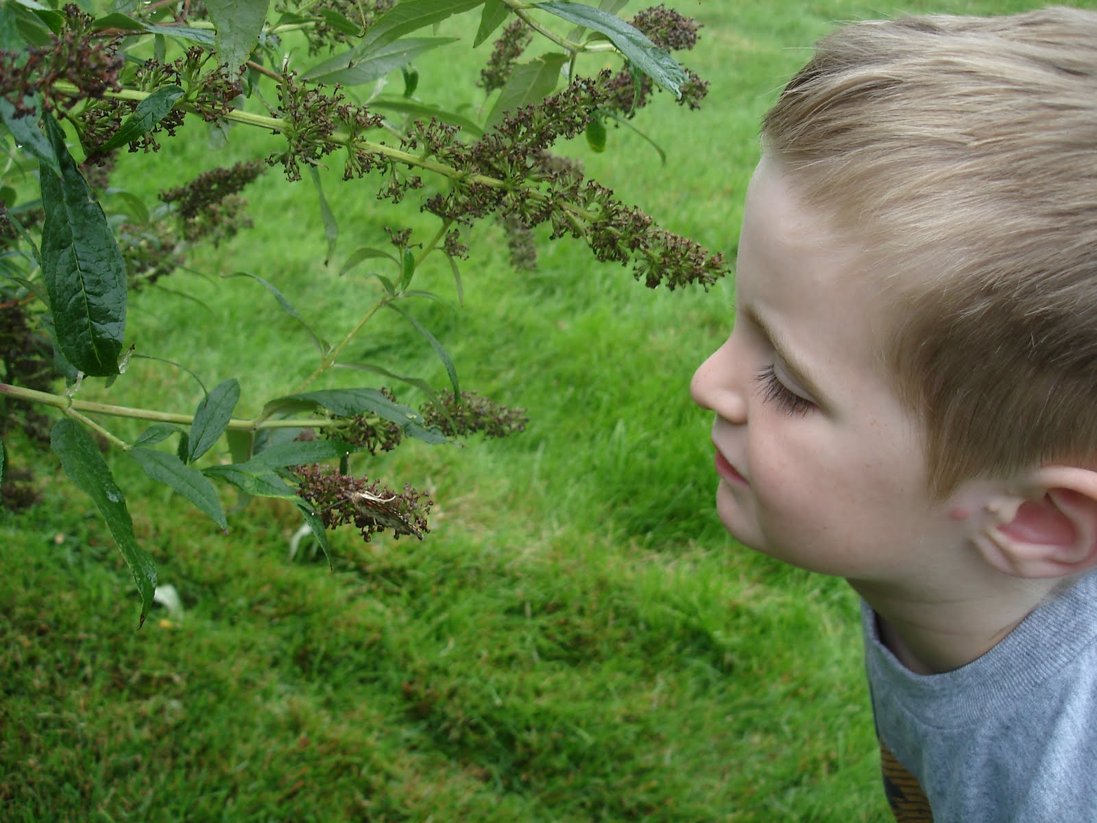 Bloom: Insect Lore!