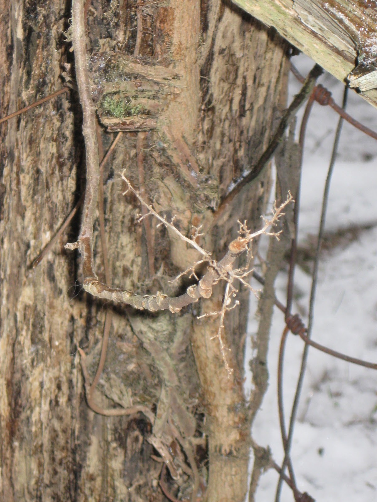 FOLKWAYS NOTEBOOK WINTER ID POISON IVY OR VIRGINIA CREEPER?