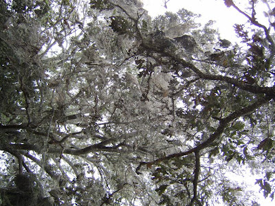 Terrell Daily Photo: Tawakoni State Park spider web