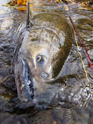 2010 Fall run Chinook salmon