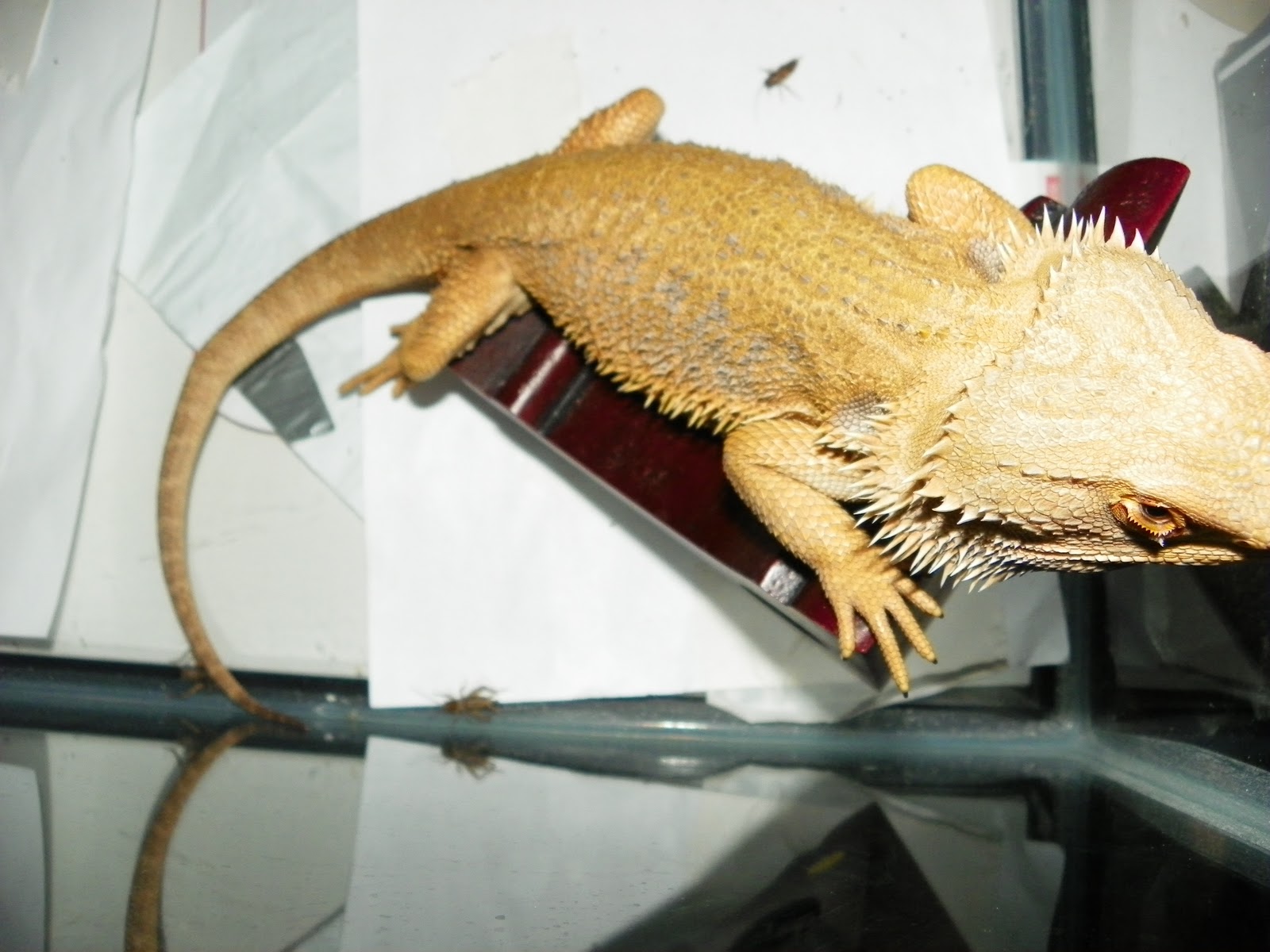 hypo-trans-leatherback-bearded-dragon6.jpg