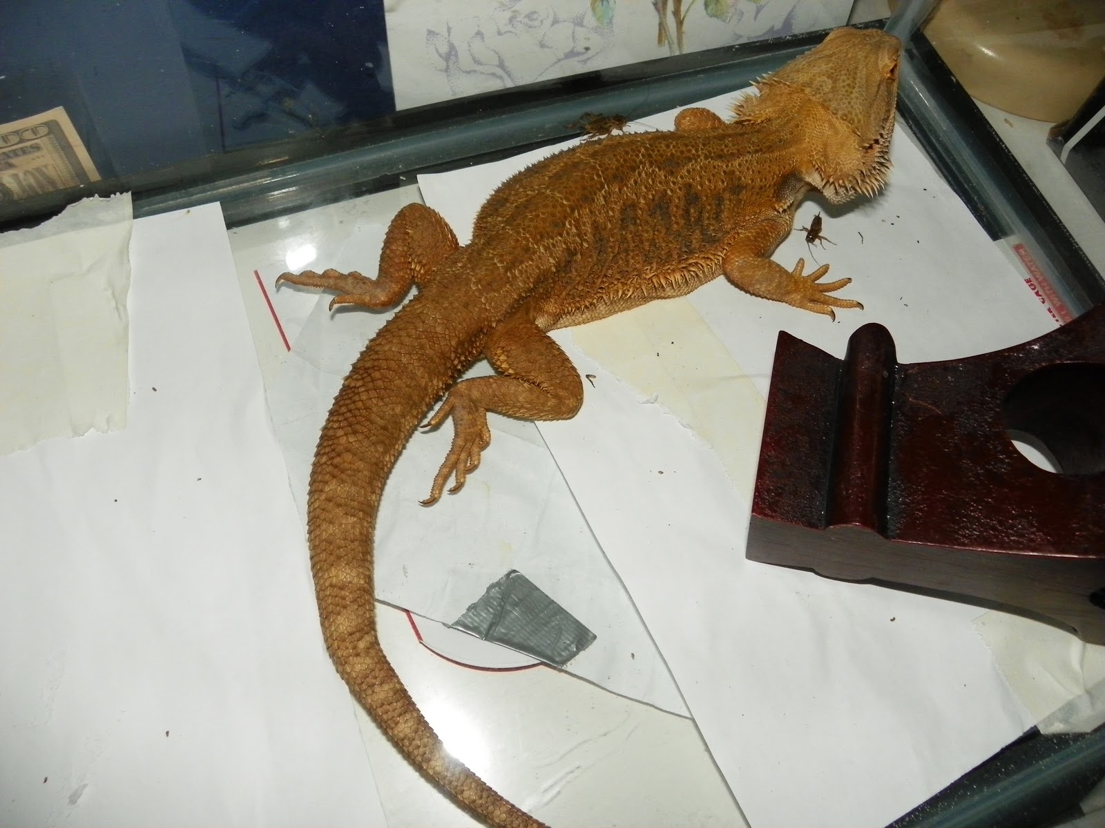 red hypo trans bearded dragon feeding