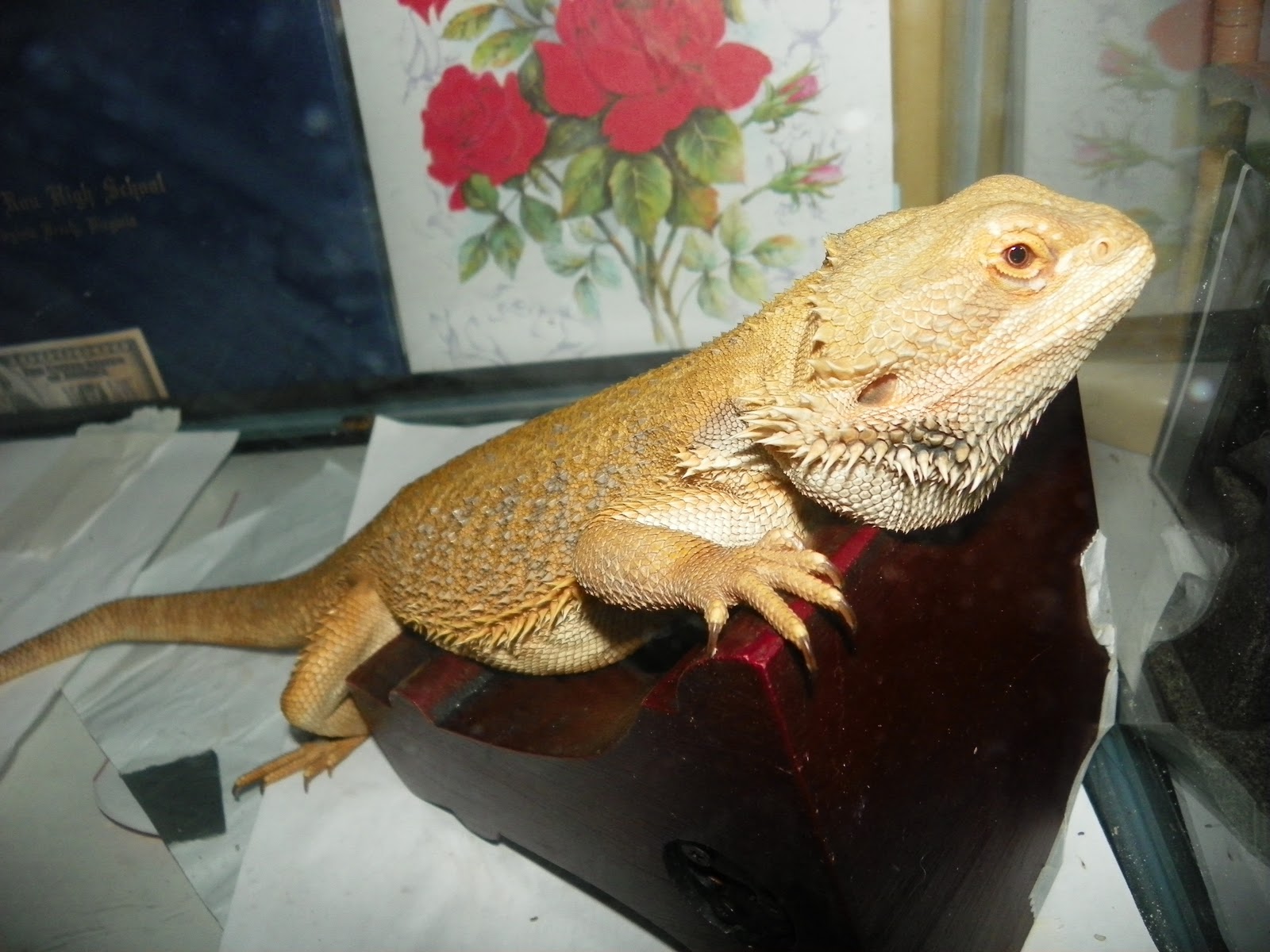 orange-bearded-dragon-habitat.jpg