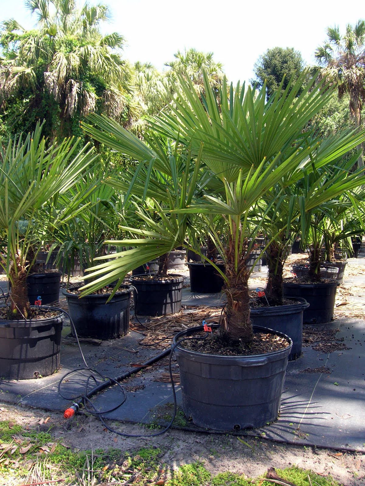 A Quality Plant COLD HARDY PALMS