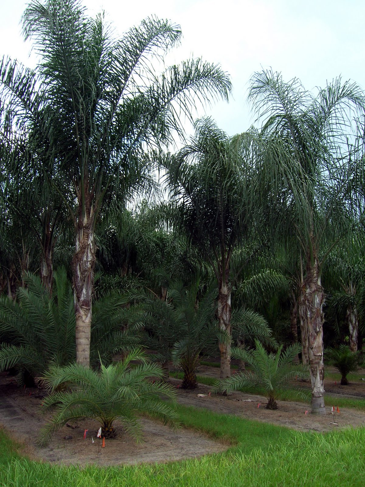 A Quality Plant Wholesale Palms Florida A Quality Plant