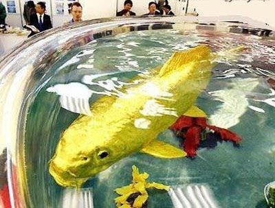 The Biggest Goldfish Ever!!! ~ BARAMIANaja