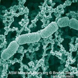 Microbiology Lactobacillus