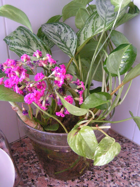  Si no tenes lugar...plantas en agua!