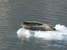 Seal basking on an ice floe, near the Esmarkbreen Glacier
