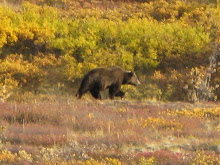A bear! A large grizzly bear in Denali