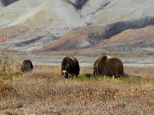 Musk oxen browsing on the Haul Road (Dalton H'way)