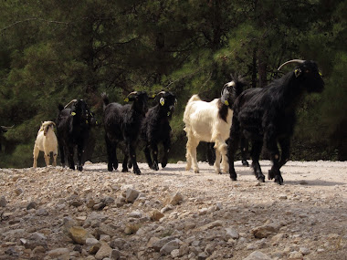 Goats on a mission - we loved them