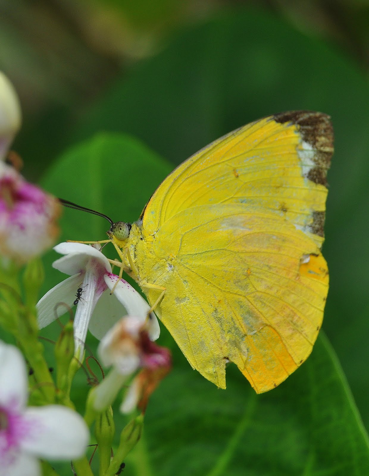 Jill in Korea: Day 5: Horses, Butterflies, Bats, Trykes, Private