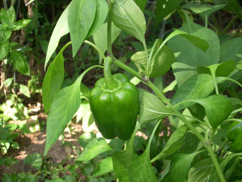 [greenpepper.JPG]