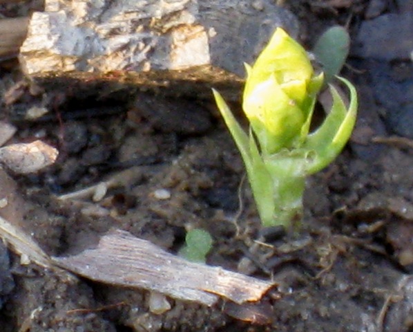 [germination.3.26.08+011.jpg]