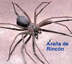 boludeces: ARAÑA DEL RINCON