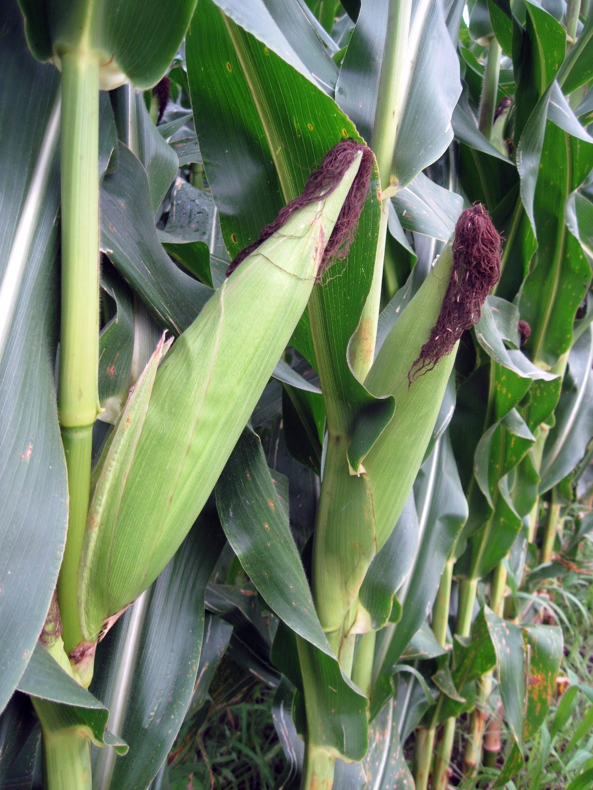 42N Observations Corn, Corn, Corn Look a Tree!