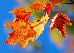 [autumn+leaves.jpg]