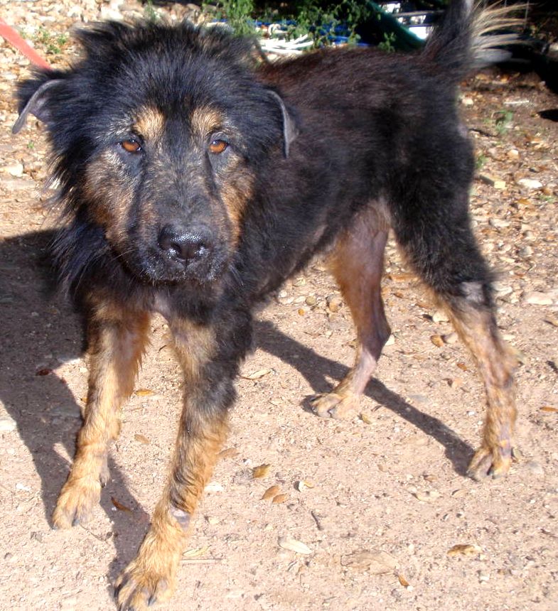 Smiling dog farms orson has a secret 