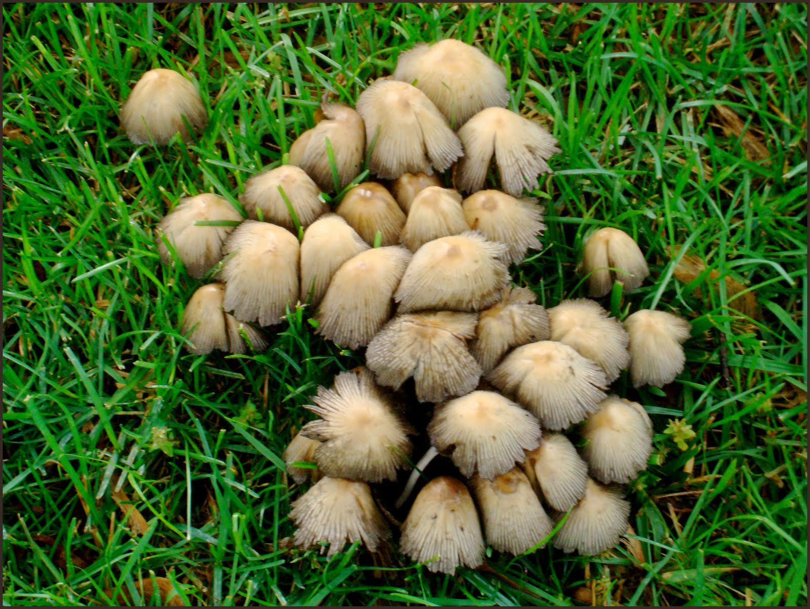 Dog Pee n Mushrooms Golden Woofs