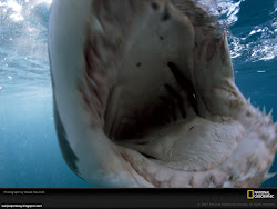 Shark Mouth Images, Picture, Photos, Wallpapers