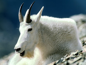 Mountain Goat, Montana Images, Picture, Photos, Wallpapers