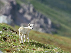 Dall Sheep Lamb,  Arctic National Wildlife Refuge, Alaska Images, Picture, Photos, Wallpapers