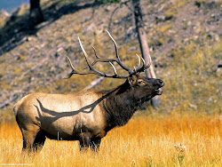 Elk, Yellowstone National Park, Wyoming Images, Picture, Photos, Wallpapers