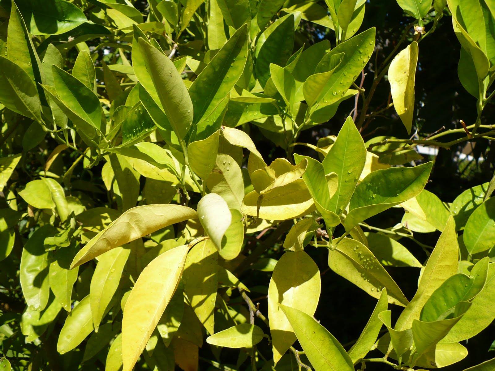 lois-miller-s-greenspeak-chlorosis