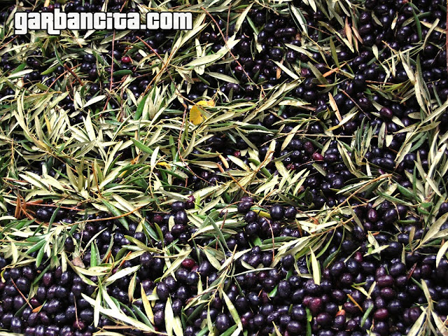 Aceituna picual recién recogida