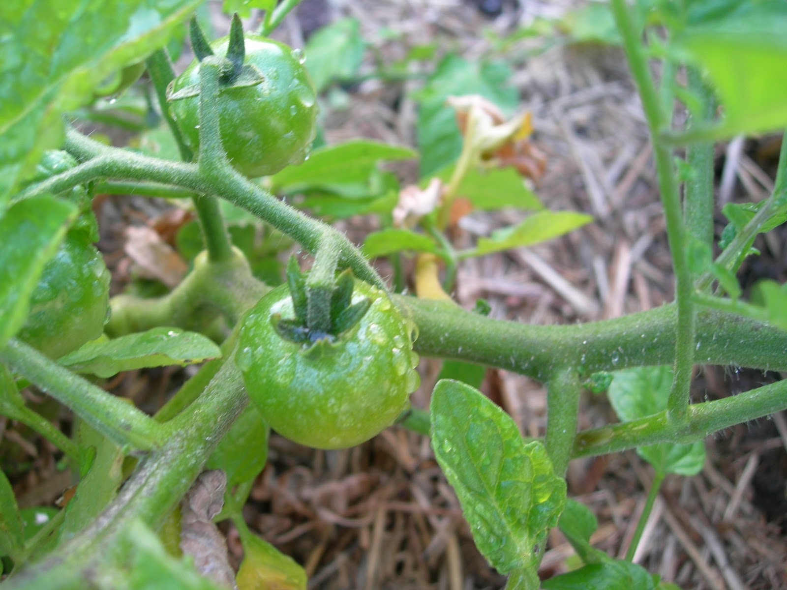 Polystyrene Garden Junkie: Flowering vegetables: the curiosity continues