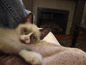 Gracie