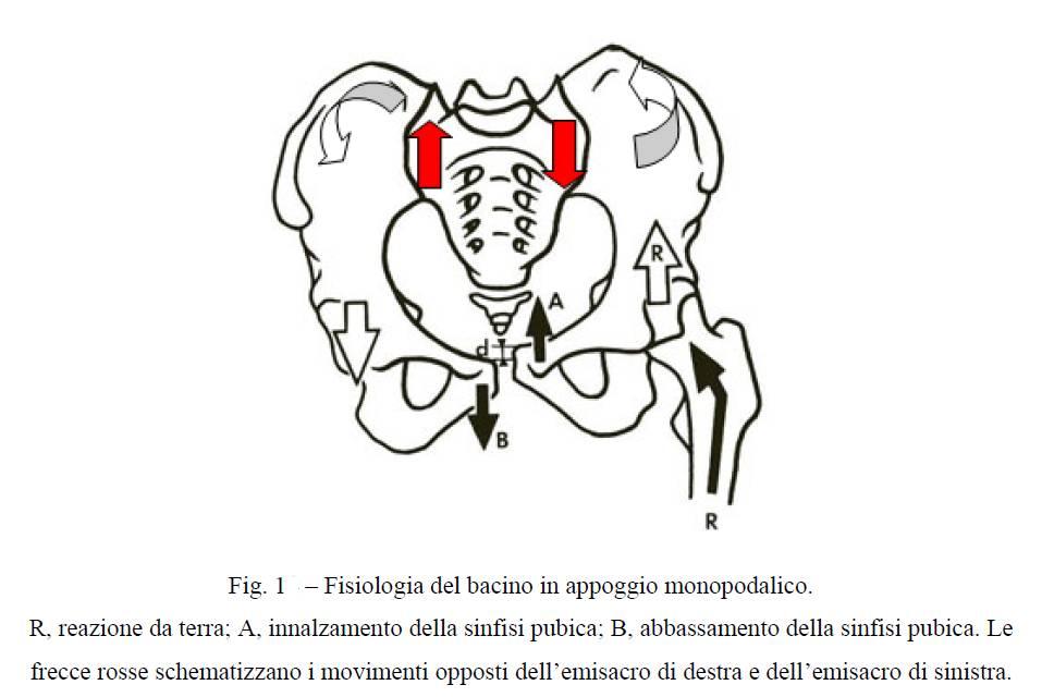 Acervo Fisio: PUBALGIA